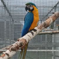 Perroquet ara ararauna femelle 2024