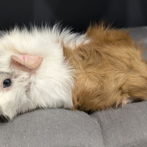 Femelles cochons d'inde #1