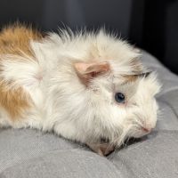 Femelles cochons d'inde