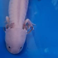 Axolotl mâle