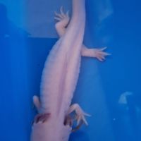 Axolotl mâle #2