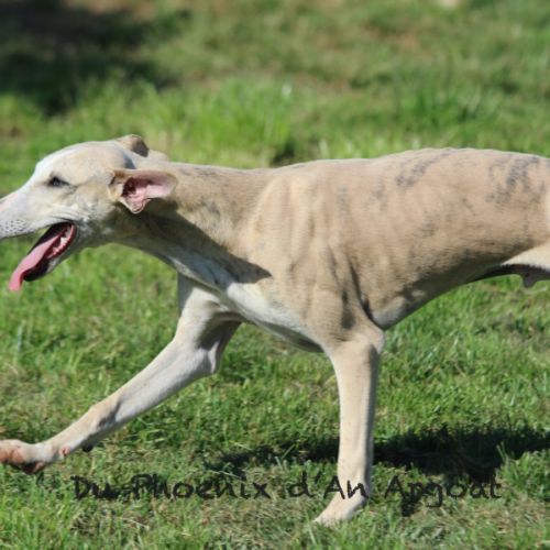 Jolis jeunes mâles whippet #2