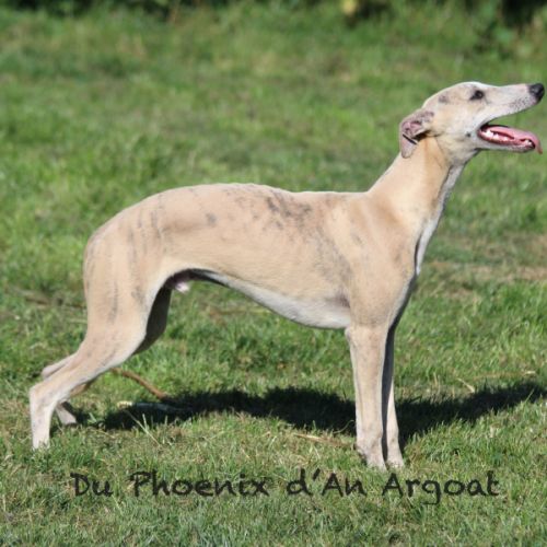 Jolis jeunes mâles whippet #3