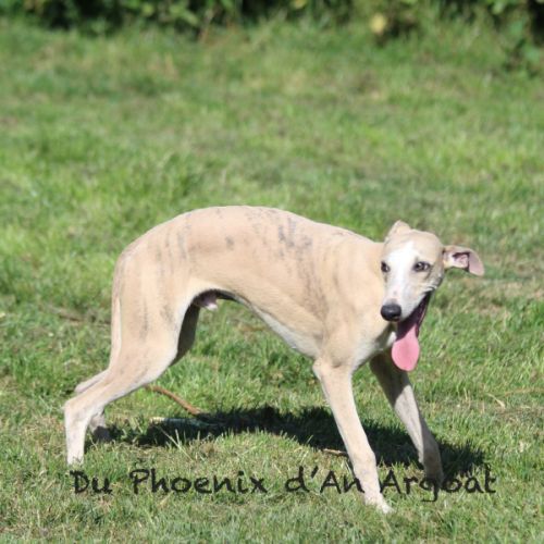 Jolis jeunes mâles whippet #4