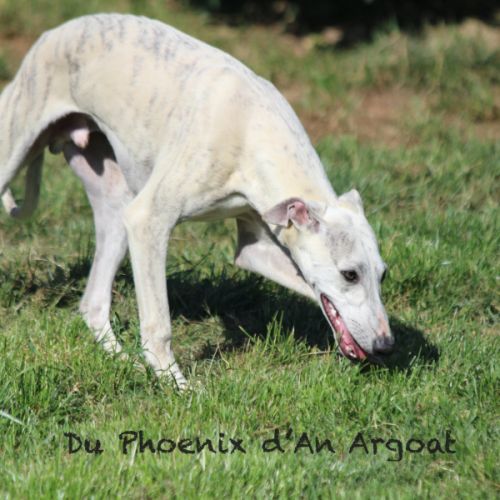 Jolis jeunes mâles whippet #6