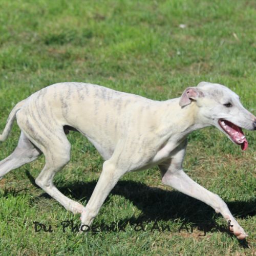 Jolis jeunes mâles whippet #7