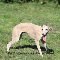 Jolis jeunes mâles whippet #4