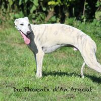 Jolis jeunes mâles whippet #5