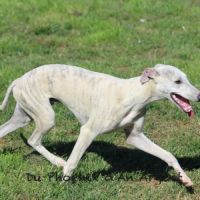 Jolis jeunes mâles whippet #7
