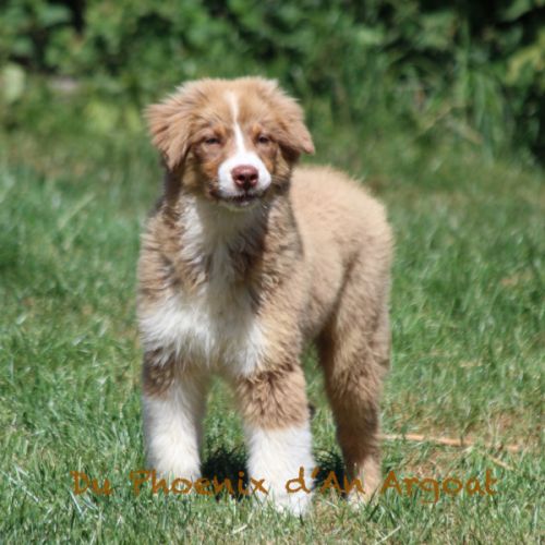 Jolis chiots berger australien #0