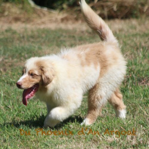 Jolis chiots berger australien #3