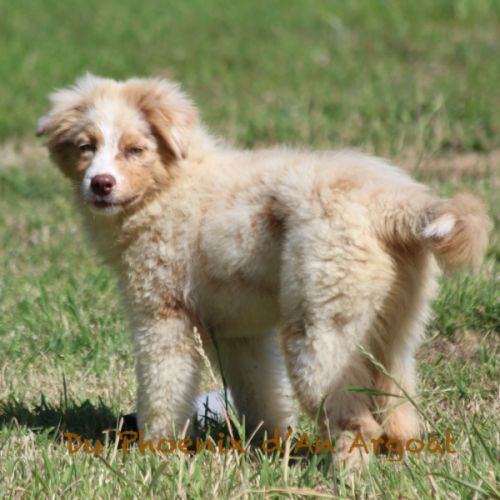 Jolis chiots berger australien #4