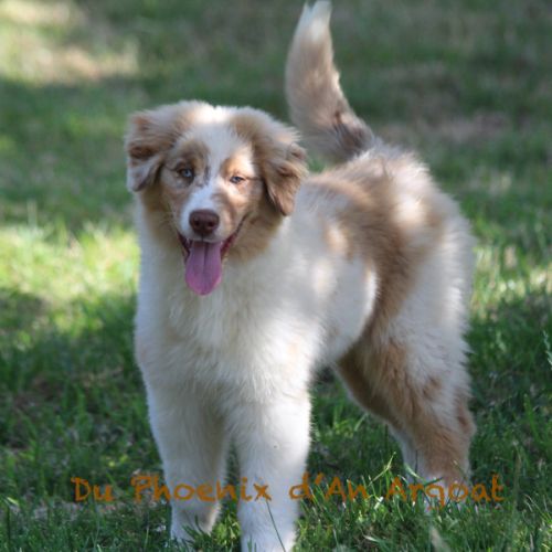 Jolis chiots berger australien #6