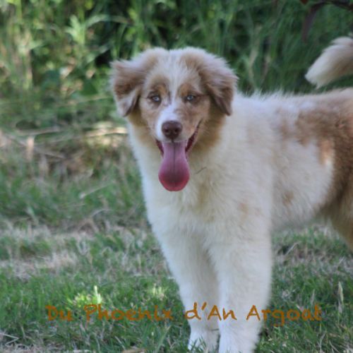 Jolis chiots berger australien #7