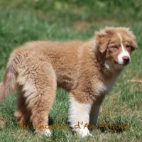 Jolis chiots berger australien #2