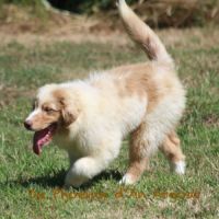 Jolis chiots berger australien #3