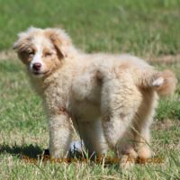 Jolis chiots berger australien #4