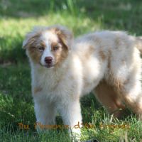 Jolis chiots berger australien #5