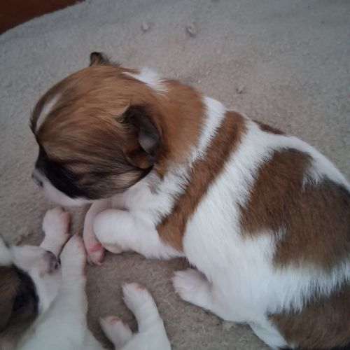 Chihuahuas mâles poils longs