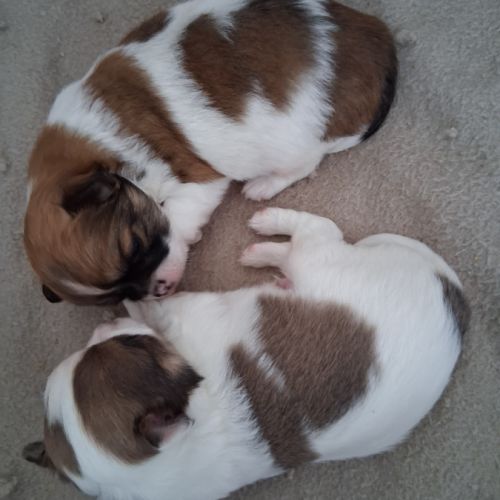 Chihuahuas mâles poils longs #3