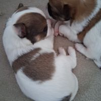 Chihuahuas mâles poils longs #2