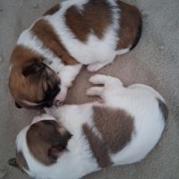 Chihuahuas mâles poils longs #3