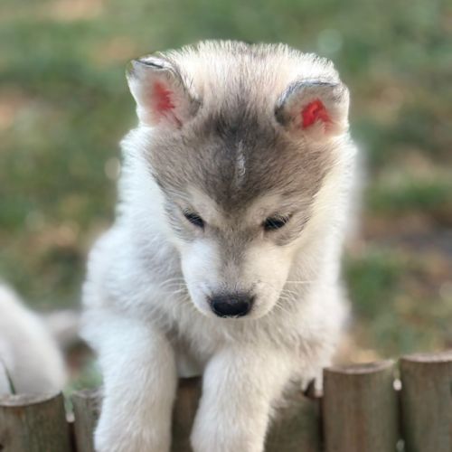 Chiots husky sibérien  – 2 mâles & 1 femelles #4