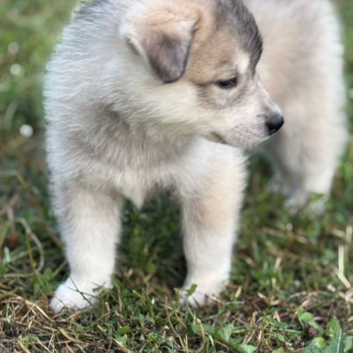 Chiots husky sibérien  – 2 mâles & 1 femelles #6