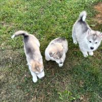 Chiots husky sibérien  – 2 mâles & 1 femelles #1