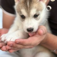 Chiots husky sibérien  – 2 mâles & 1 femelles #0