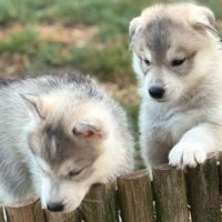 Chiots husky sibérien  – 2 mâles & 1 femelles #3