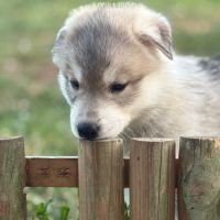 Chiots husky sibérien  – 2 mâles & 1 femelles #5