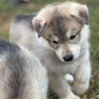 Chiots husky sibérien  – 2 mâles & 1 femelles #7