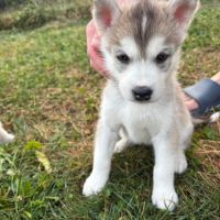 Chiots husky sibérien  – 2 mâles & 1 femelles #8