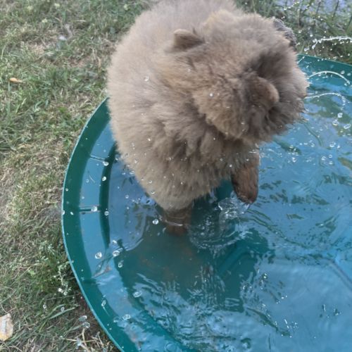 À vendre magnifique chow chow #1