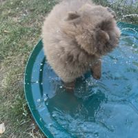 À vendre magnifique chow chow #1