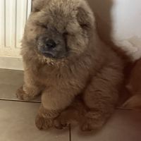 À vendre magnifique chow chow