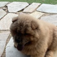 À vendre magnifique chow chow #3