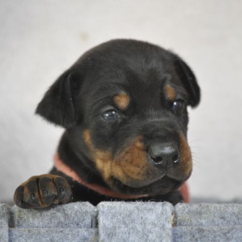 Superbes chiots dobermann lof #1