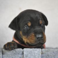 Superbes chiots dobermann lof #1