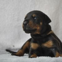Superbes chiots dobermann lof #2