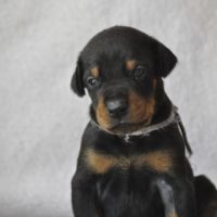 Superbes chiots dobermann lof #3