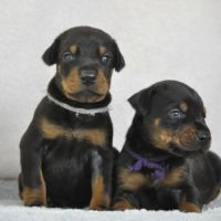 Superbes chiots dobermann lof