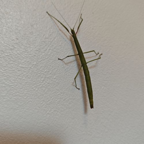 Phasmes bâton à donner #0