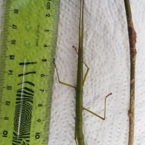 Phasmes bâton à donner #3