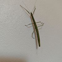 Phasmes bâton à donner