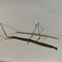 Phasmes bâton à donner #2