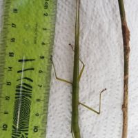 Phasmes bâton à donner #3