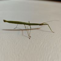 Phasmes bâton à donner #4