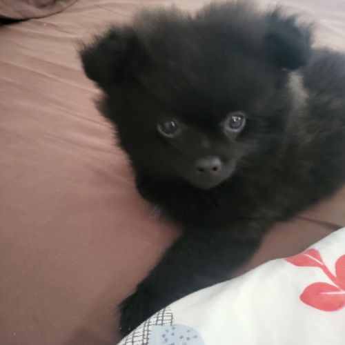 Chiot spitz nain #3